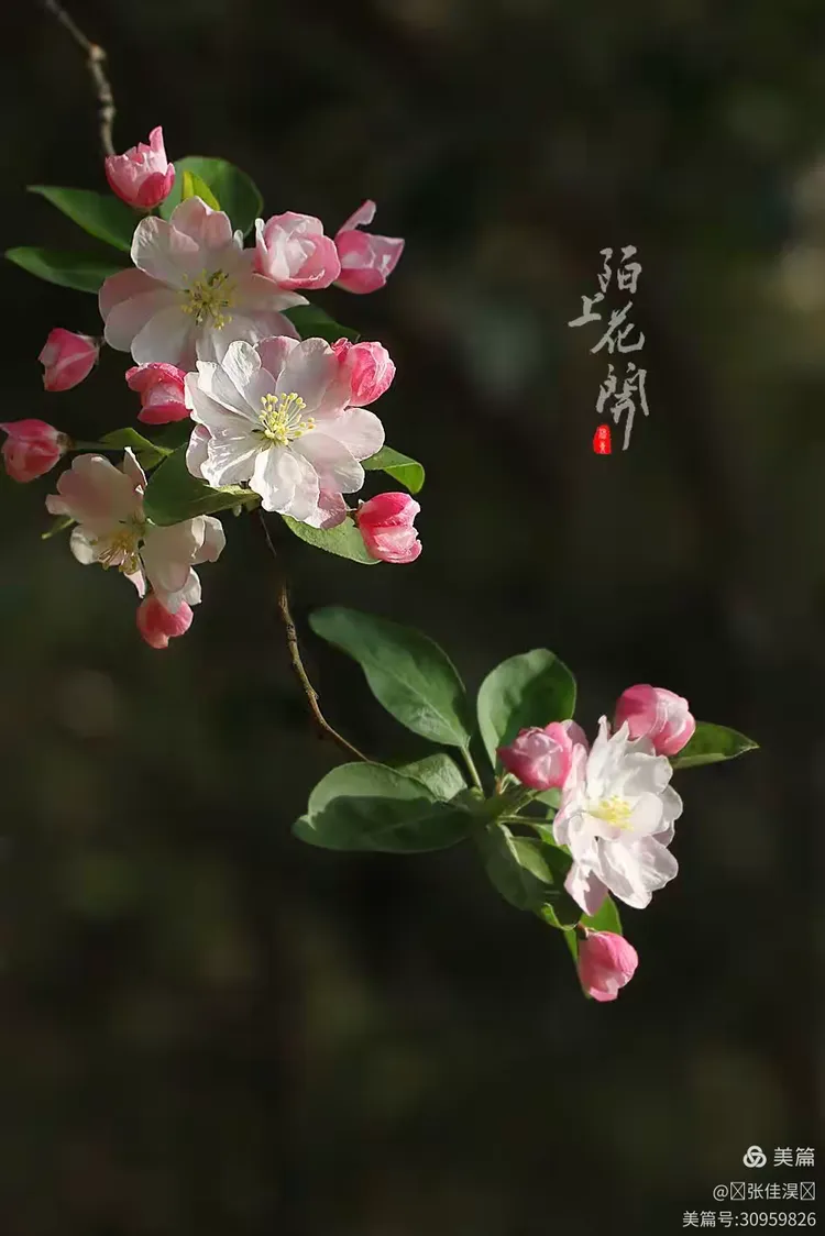 陌上花开